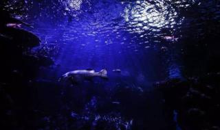 圣桑动物狂欢节