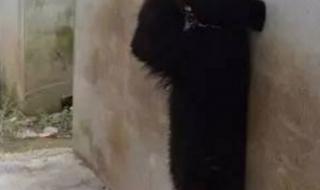 马戏团黑熊逃跑上街