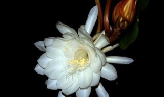 月下美人怎么合 月下美人怎么合