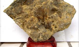 中国观赏石 中国观赏石