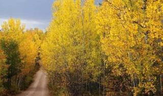 兴安落叶松 兴安落叶松