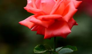 尼康d7000拍摄技巧