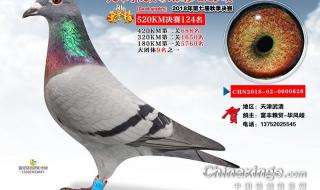 宇航公棚赛鸽公棚 宇航公棚赛鸽公棚